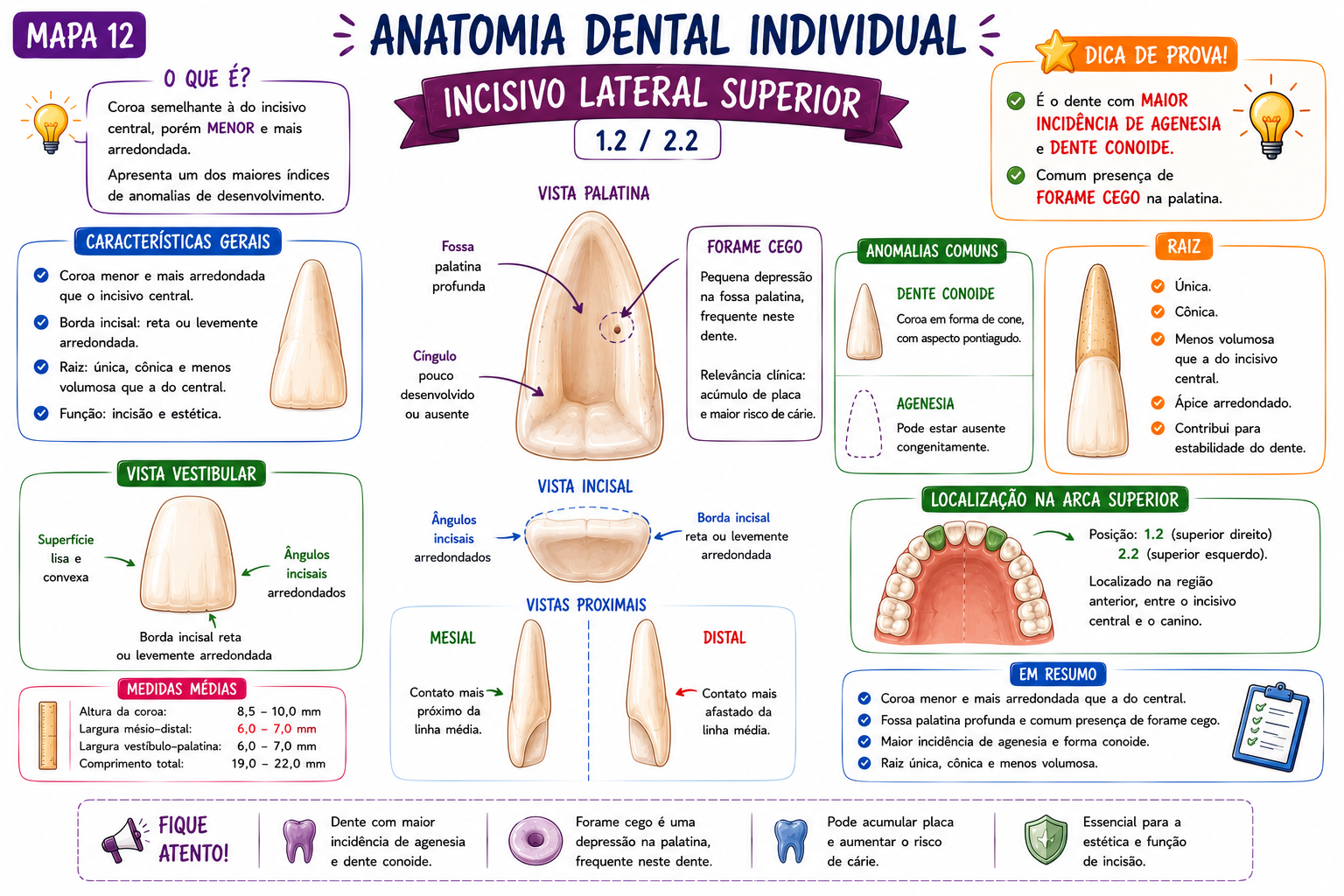 Mapa Anatomia dos Incisivos