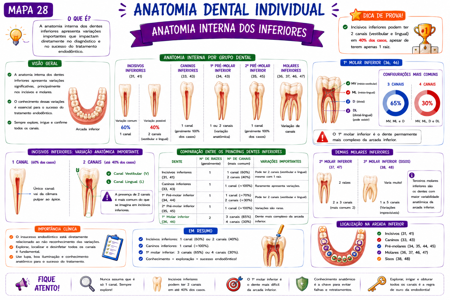 Mapa Anatomia dos Pré-molares