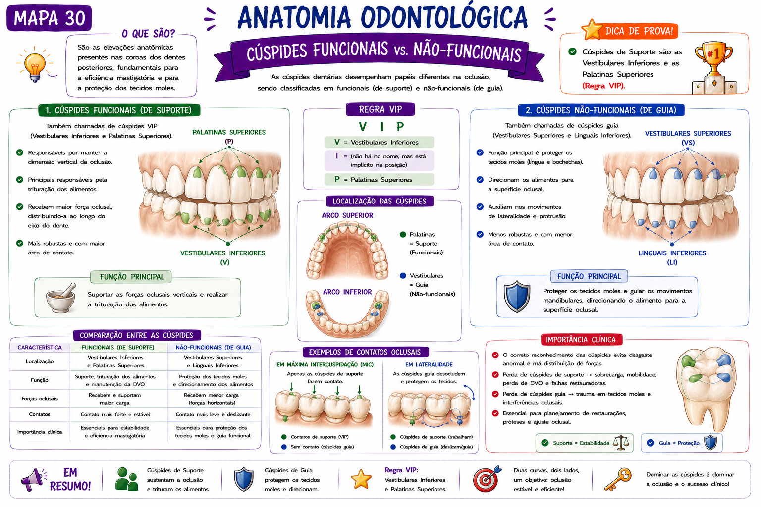 Mapa Anatomia dos Molares