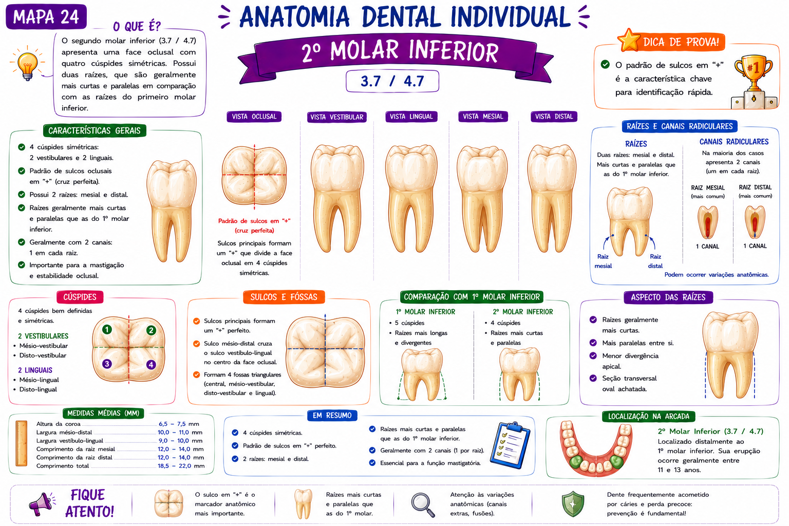 Mapa Anomalias Dentárias