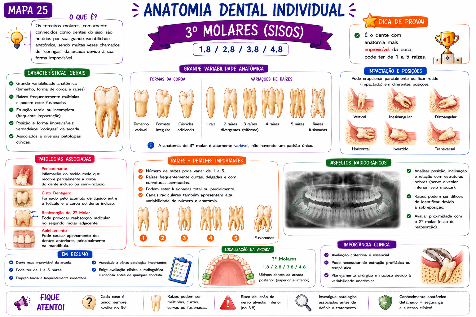 Mapa Cronologia Dentária