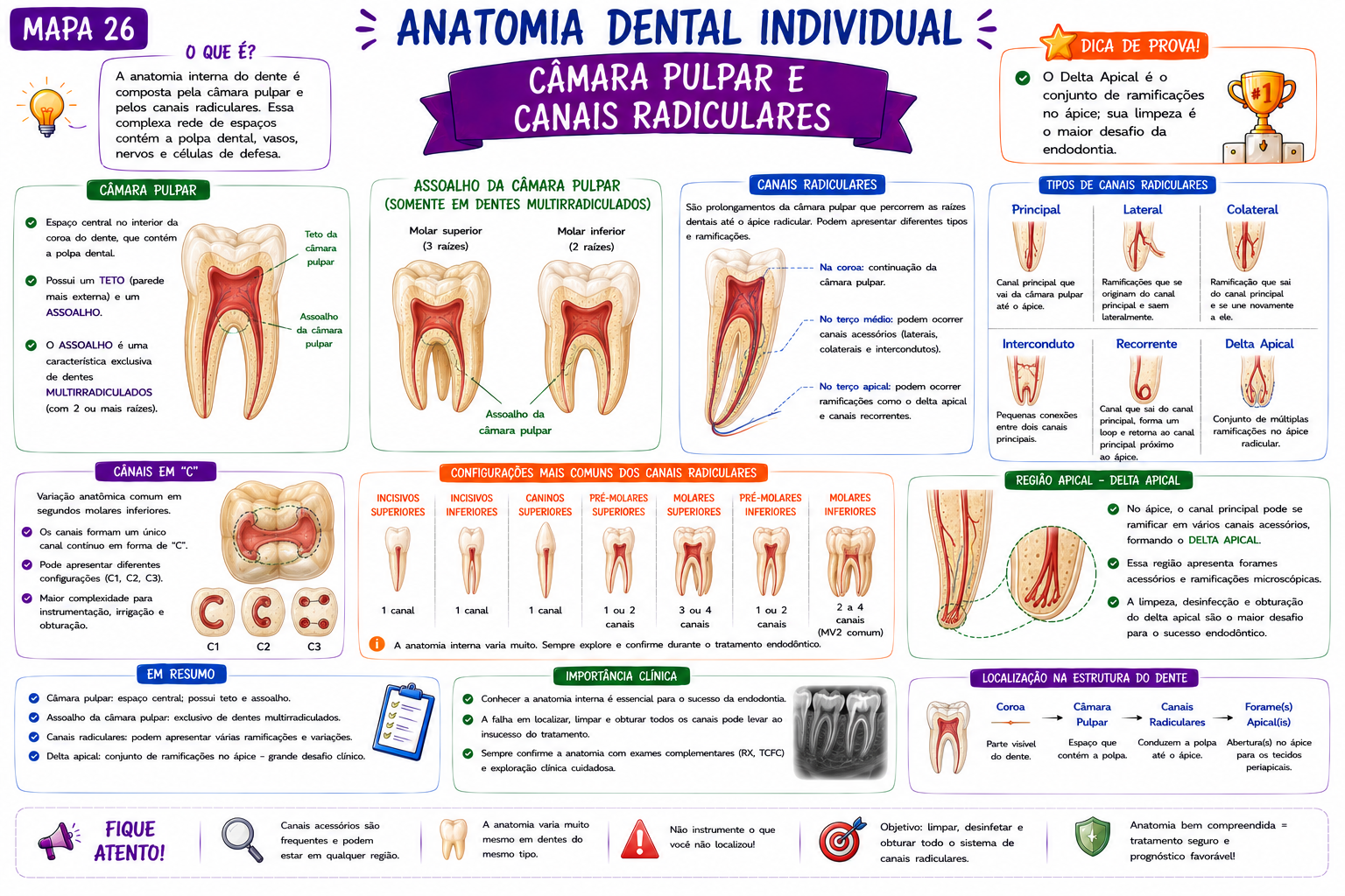Mapa Anatomia Interna